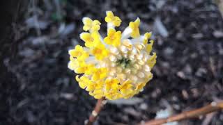 Edgeworthia Chrysantha  Grandiflora [upl. by Sardella]