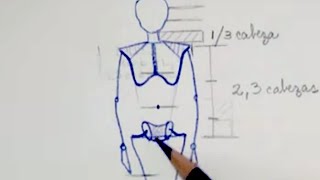 ESTRUCTURA BÁSICA DEL CUERPO HUMANO  PROPORCIONES [upl. by Ylle]