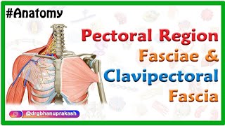 Pectoral region fasciae and Clavipectoral fascia Anatomy  Usmle mbbs and Neet pg [upl. by Esadnac]