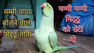 Parrot talking papa😱parrot talking mummy🥰pattu bolne wala🦜parrot awazparrot video🥰mithu parrot😱🥰 [upl. by Pricilla]