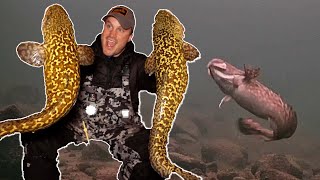 ICE FISHING for Burbot Eelpout  Underwater Footage  Locations Tips amp Tricks [upl. by Ahsetel]