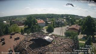 Jeden bocian w gnieździe drugi na niebie  4062023  wwwbocianypalowicenet [upl. by Nelaf681]