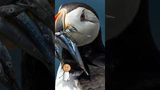 पानी में उड़ने वाली पक्षी 😳  puffin bird viral shorts [upl. by Rraval]