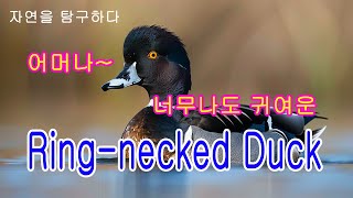 어머나 너무나도 귀여운 Ring necked Duck [upl. by Dian]