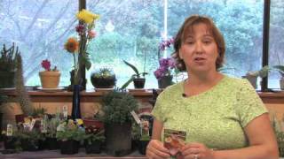 Flower Gardening Tips  How to Grow Oriental Poppy Papaver Orientale [upl. by Isleana]