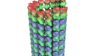 How a Microtubule Builds and Deconstructs [upl. by Blight870]