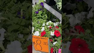 Bunnings warehouse summerplantcare summerplantsname bunnings shorts short [upl. by Simmie]