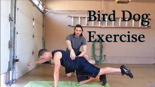 How to Perform the Bird Dog Exercise amp Advanced Progressions [upl. by Miles]