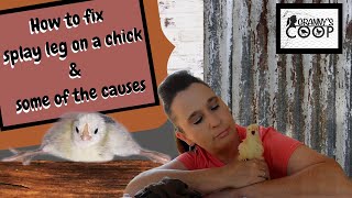 How To Fix Splay Leg on a Chick amp Some of the Causes [upl. by Aleahpar]