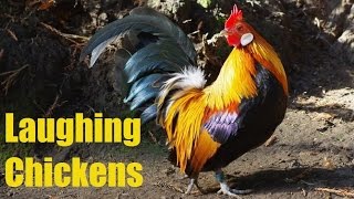 Laughing chickens compilation best bits only [upl. by Nylesaj]