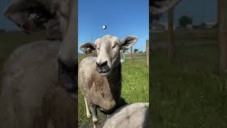 Katahdin Sheep [upl. by Laszlo]