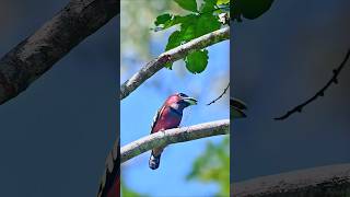 Wildlife birdsBandedbroadbill Eurylaimus javanicus birds [upl. by Areic]