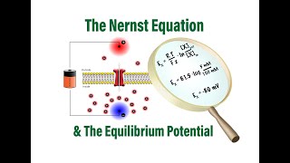 The Nernst Equation and Equilibrium Potentials in Physiology [upl. by Huntingdon]