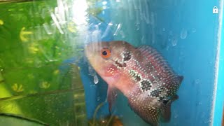 Treating Hexamita amp Internal Parasites in Cichlids [upl. by Moule]