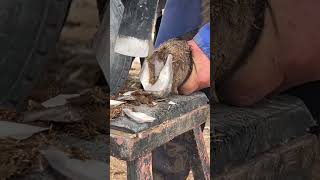 Wonderful Donkey Hoof Trimming Video shorts hoof [upl. by Evin]