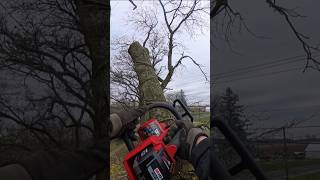 DEAD CHERRY TREE REMOVAL [upl. by Cadel]