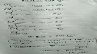 Beta Oxidation of Fatty Acid  Part 2  Energetics  Biochemistry [upl. by Hyacinthe]