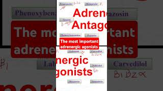 The most important adrenergic agonists [upl. by Ib926]