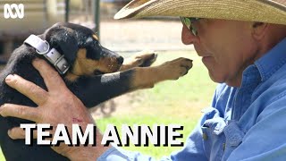 The special bond between kelpie puppy Annie and thirdgeneration farmer Frank Finger  Muster Dogs [upl. by Deirdra]