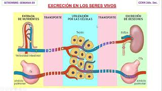 EXCRECION EN SERES VIVOS 2do Sec [upl. by Demmy]