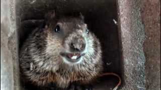 Baby woodchuck chattering [upl. by Feldstein602]