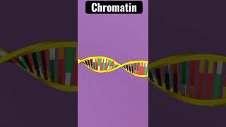 Chromatin Structure  Chromosome [upl. by Ecirrehs]