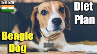 beagle  diet plan  amazing facts in hindi  Animal Channel Hindi [upl. by Solokin]