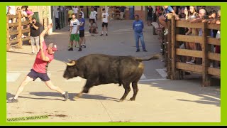 CORTES  NAVARRA  TARDE TOROS Y VACAS EN CALLE  SABADO 24 JUNIO 2023  HNOSGRACIA [upl. by Riella]