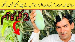 World Famous Pakistani Mangos  Mango Farming In Pakistan  High Density Mango Farming In Vehari [upl. by Haff587]