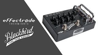 Effectrode BlackBird Preamp  1Minute Demo [upl. by Perrine14]