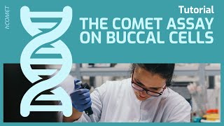 The Comet Assay on Buccal Cells  Protocol tutorial [upl. by Lachlan]