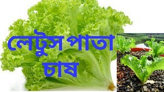 How to grow Lettuce  letos pata  লেটুস পাতা চাষ পদ্ধতি [upl. by Winikka780]