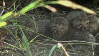 Baby cheetah sounds [upl. by Rese257]