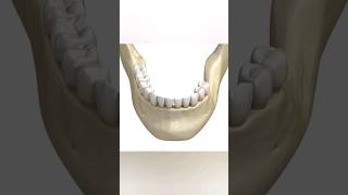 dental teeth animation viral shorts health motivation 3d fitness gym 3danimation anatomy [upl. by Yleoj]