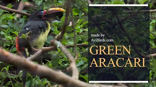 Green Aracari Pteroglossus Viridis [upl. by Varini]