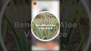 एलोवेरा जूस पीने के फायदे  Aloe Vera Juice ke fayde  Aloe Vera ke fayde in hindi [upl. by Piotr652]