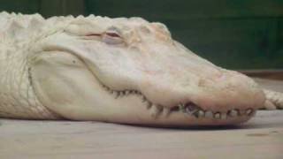 The Great White Albino Alligator  Only 44 In The World [upl. by Weiman]