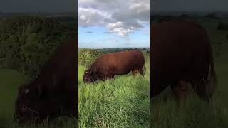 Beautiful big red bull redbull reddevon heritagecattle farming hillfarm grassfed montepahu [upl. by Avrit]