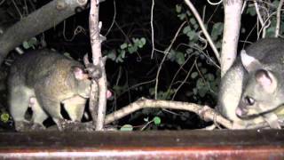 Brushtail Possum Courtship Sounds [upl. by Yleak]