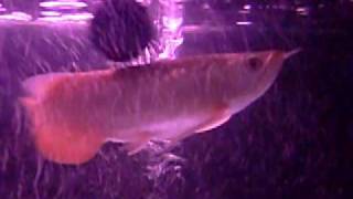 arowana jumping super highmust see [upl. by Noelani]