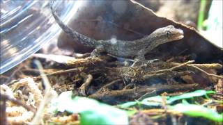 Juvenile Mourning Geckos being released into the Vivarium [upl. by Maker]