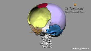 Ossa della Scatola Cranica Cranium Bones [upl. by Anailil535]