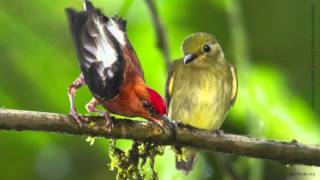 Clubwinged Manakin [upl. by Tenaej]