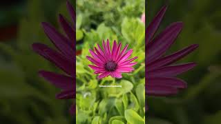 Osteospermum Flowers Mix Colour in my terrace garden shorts gardening flowers [upl. by Eba]