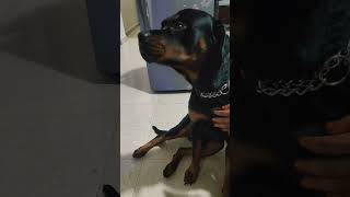 Isne hmari jagh le li 😡The Rottweilermummy ka dulararotteweiler dogcomedy dogvideos shortvideo [upl. by Yelkcub]