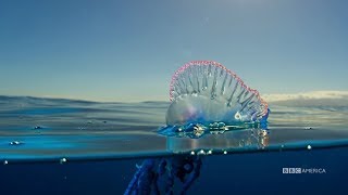 The Deadly Portuguese Man O War  Planet Earth Blue Planet II  Saturdays  98c on BBC America [upl. by Lynnea]