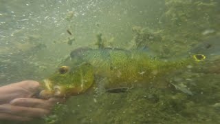 Rainy Day Peacock Bass Fishing [upl. by Picardi436]