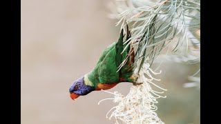 Rainbow lorikeets in the grevillea tree [upl. by Hcra]