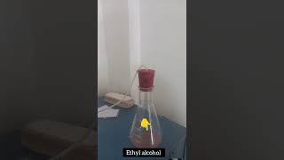 How to Ethyl alcohol by fermentation method at HomeEthyl alcohol preparation setup in lab [upl. by Neitsabes]