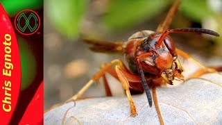 Paper Wasps Arent Mean [upl. by Fidelis]